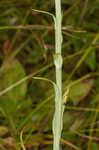 Yellow fringed orchid